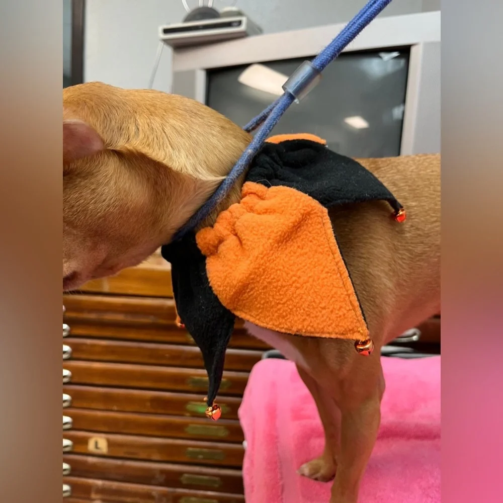 Halloween Orange and Black Dog Costume
